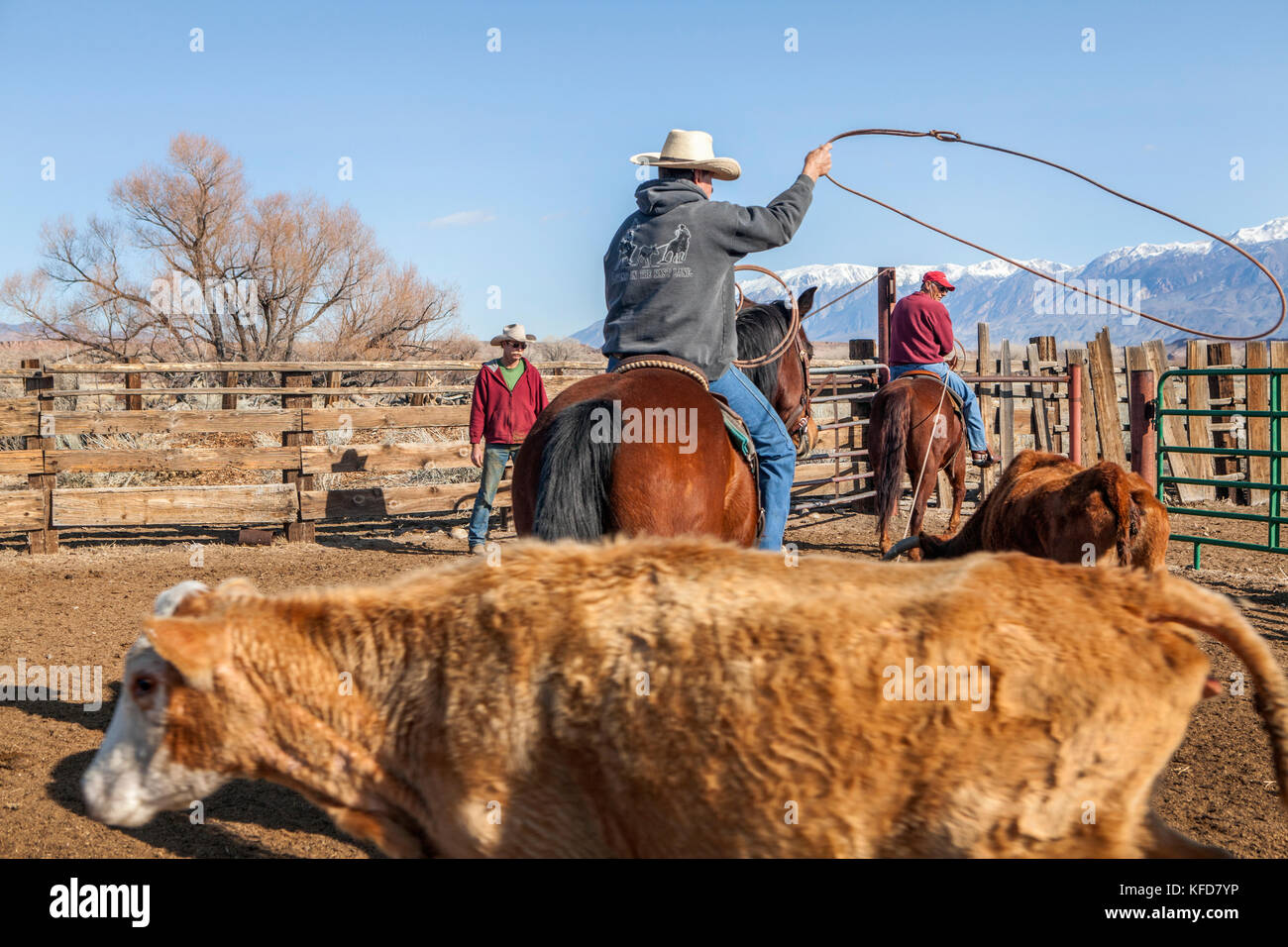 USA, California, Mammoth, a few cowboys lasso and wrangle cattle on Tatum  Ranch in Bishop Stock Photo - Alamy
