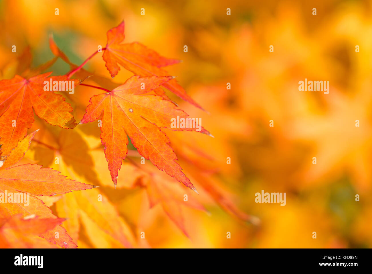 Golden autumn blur background with color maple leaves Stock Photo - Alamy