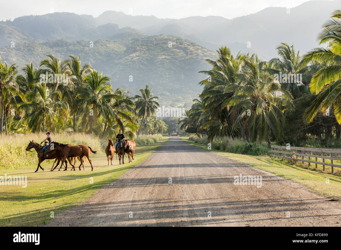 HAWAII, Oahu, North Shore, horses run along the road at Dillingham