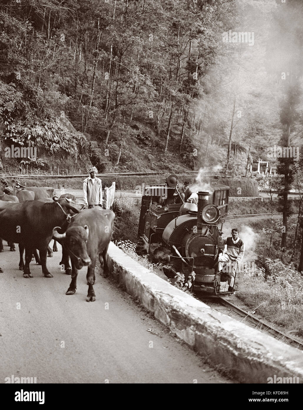 India, West Bengal, farmer and water buffalo next to a passing train, Darjeeling Himalayan Railway (B&W) Stock Photo