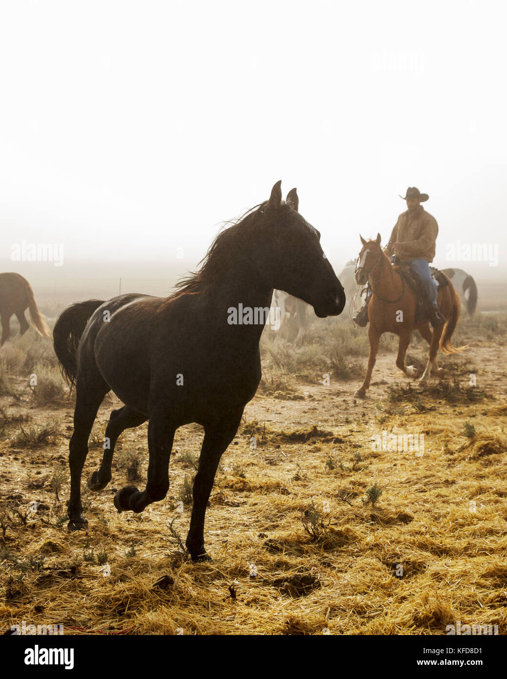 USA, Nevada, Wells, Mustang Monument, A sustainable luxury eco friendly