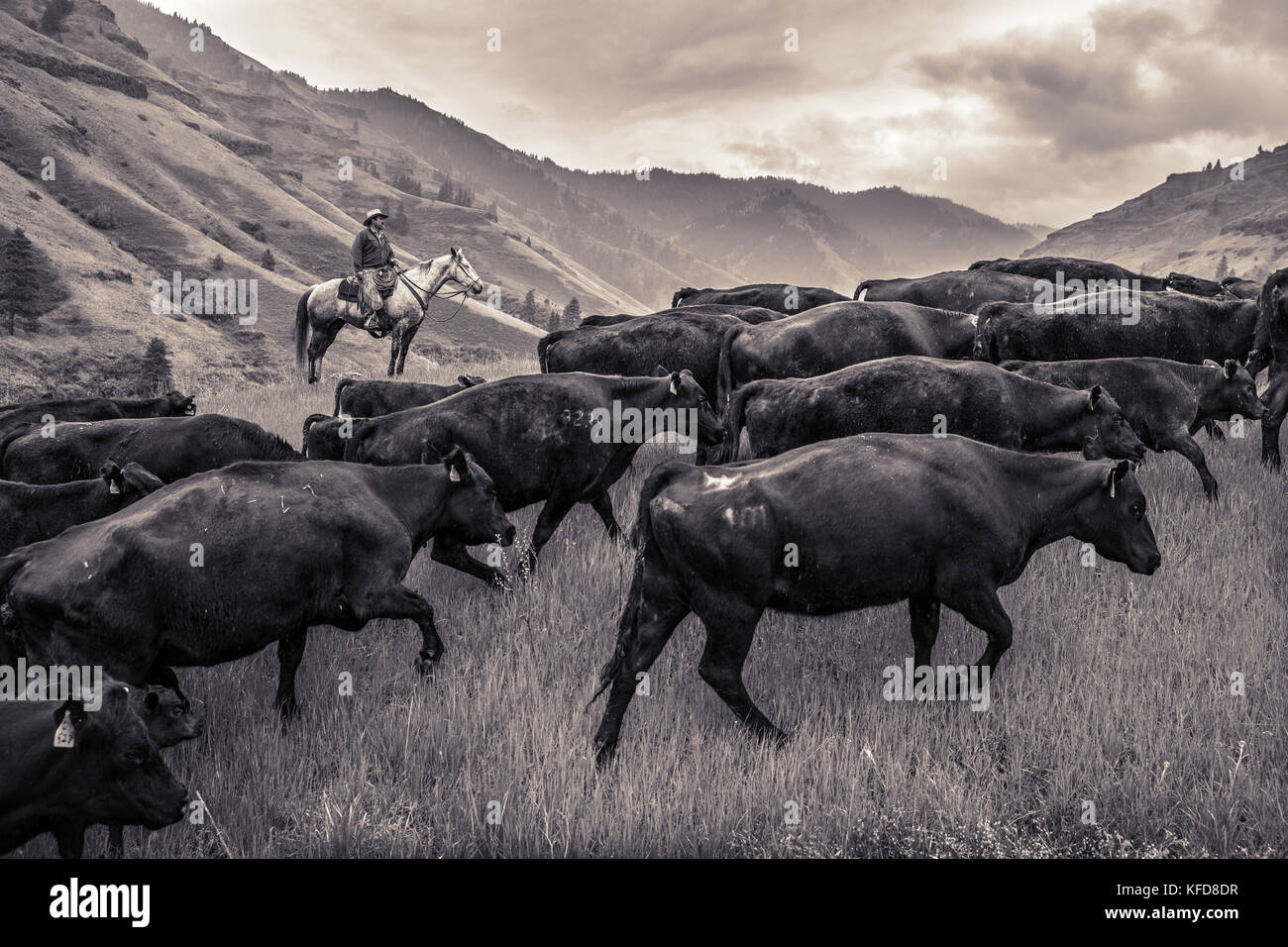 Cowboys cattle drives hi-res stock photography and images - Alamy