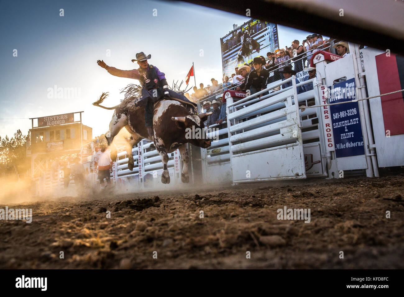 USA, Oregon, Sisters, Sisters Rodeo, cowboys ride a 2,000 pound bull