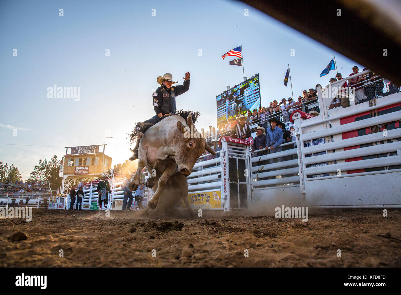 USA, Oregon, Sisters, Sisters Rodeo, cowboys ride a 2,000 pound bull