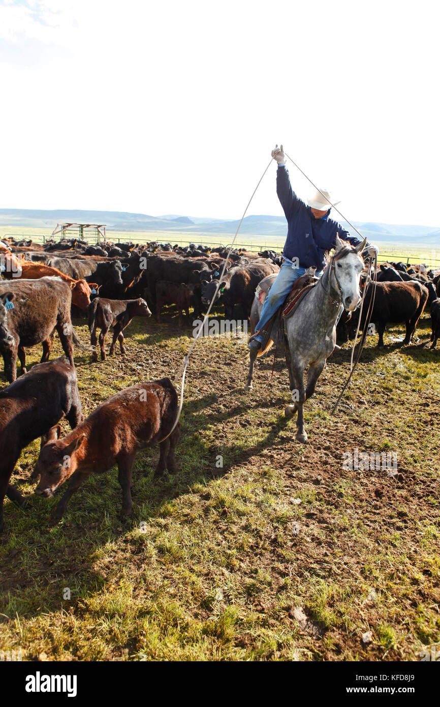 USA, Wyoming, Encampment, a cowboy ropes a calf for branding, Big Creek Ranch Stock Photo