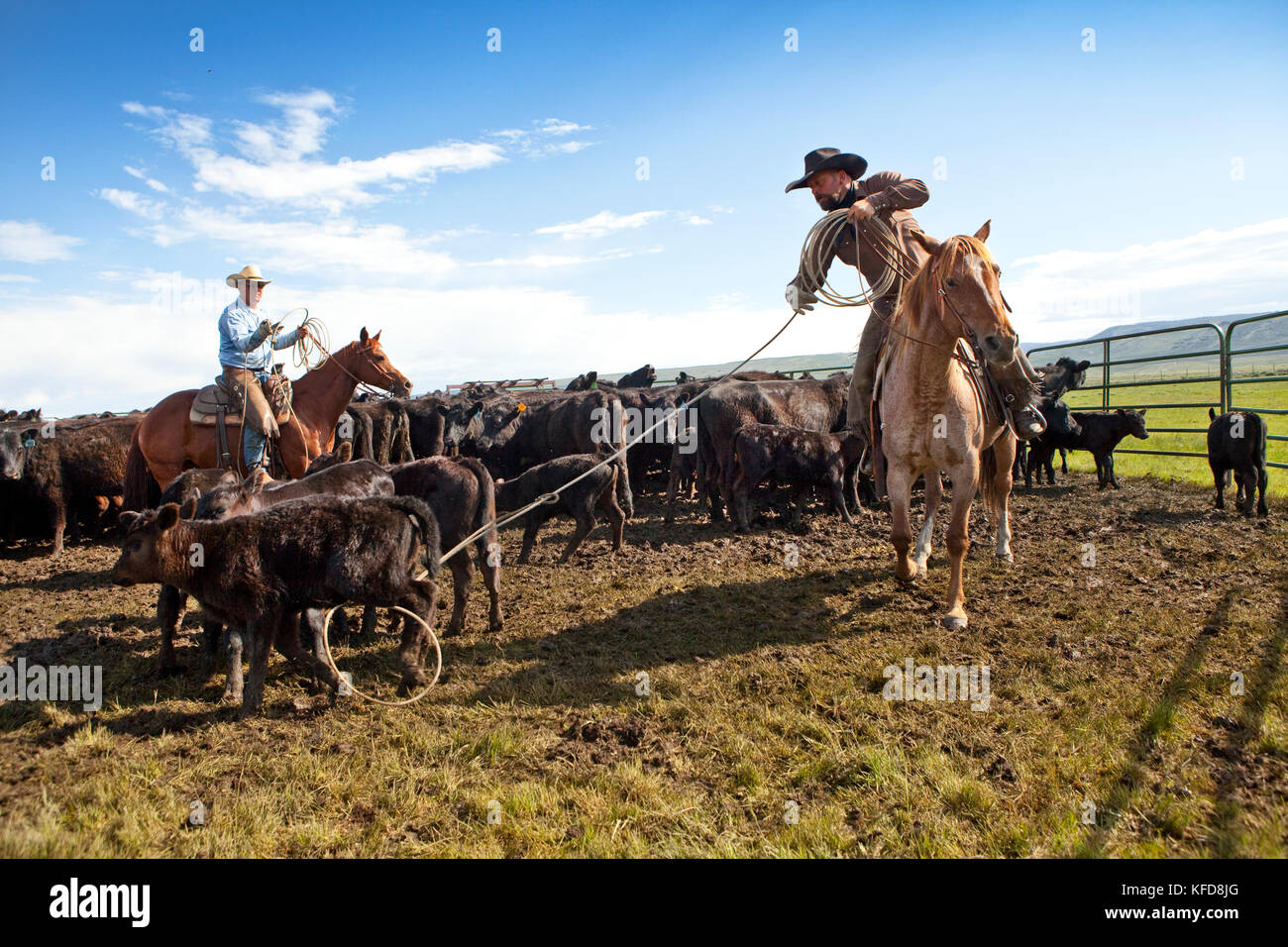 USA, Wyoming, Encampment, a cowboy ropes a calf to be branded, Big Creek Ranch Stock Photo