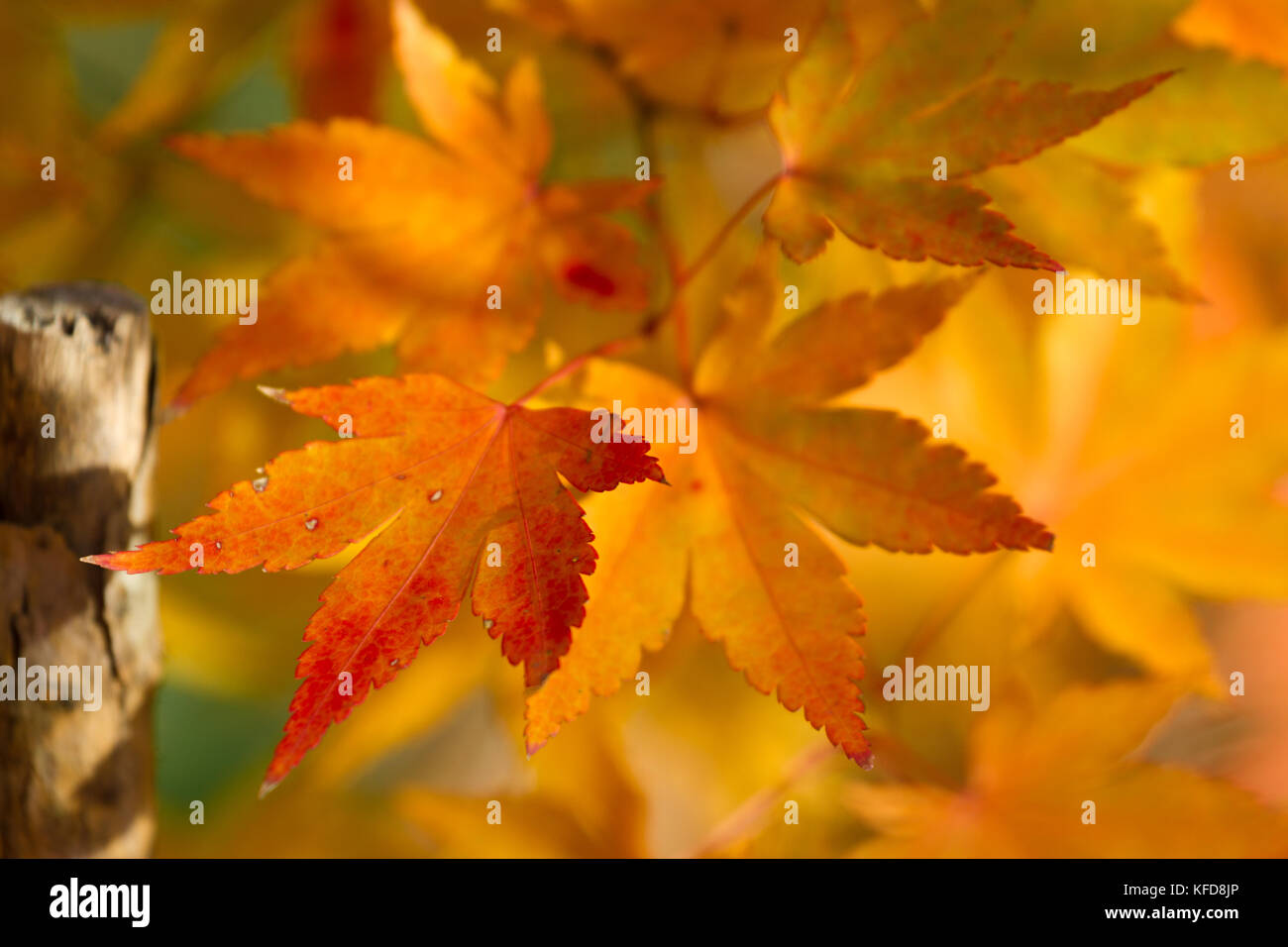 Golden autumn blur background with color maple leaves Stock Photo - Alamy