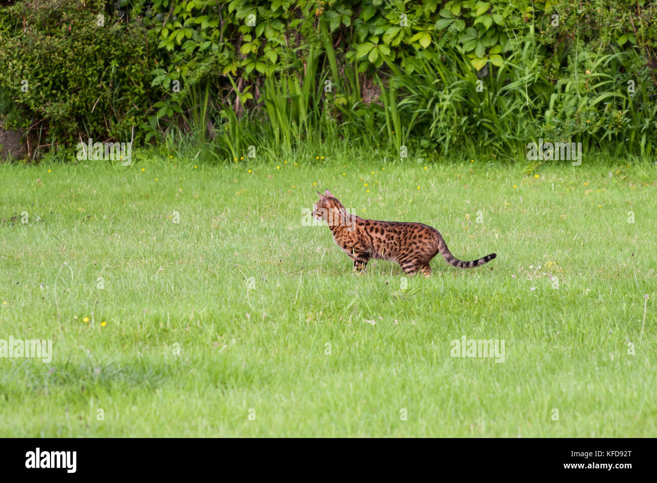 Bengal cat, pet cat hunting in grass Stock Photo Alamy