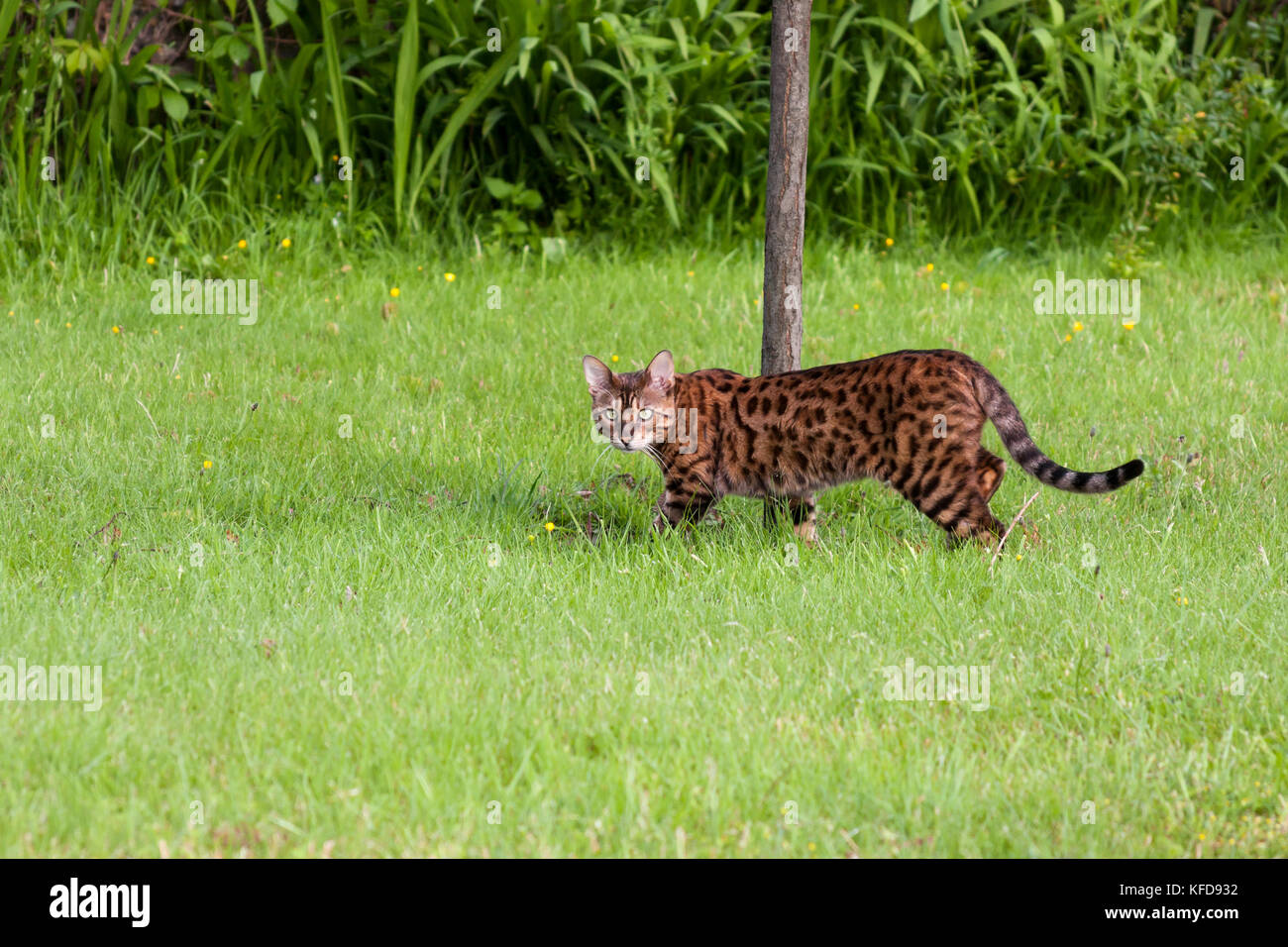 Bengal cat, pet cat hunting in grass Stock Photo Alamy