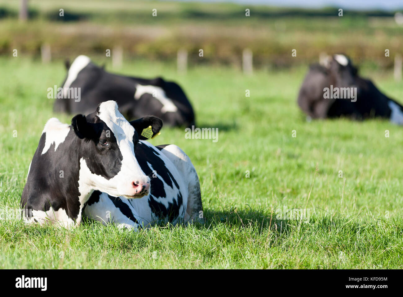 black and white Fresian cow lying in grass Stock Photo - Alamy