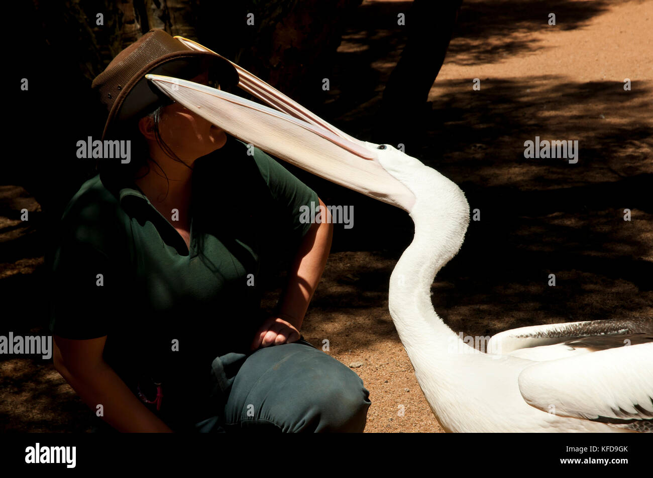 Australian Pelican Stock Photo