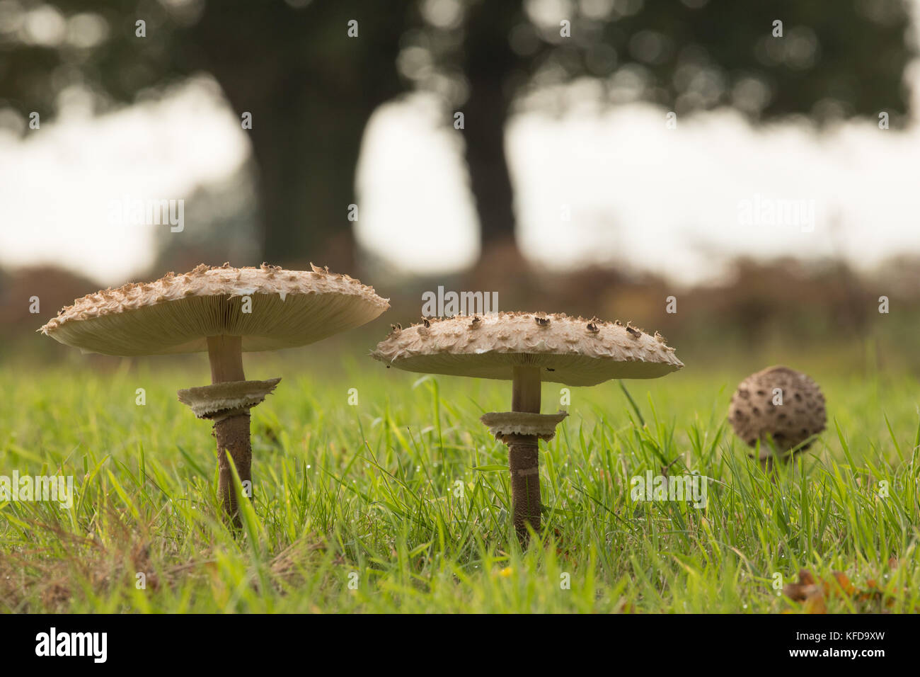 Edible parasol mushrooms in a field in East Anglia, England. Stock Photo