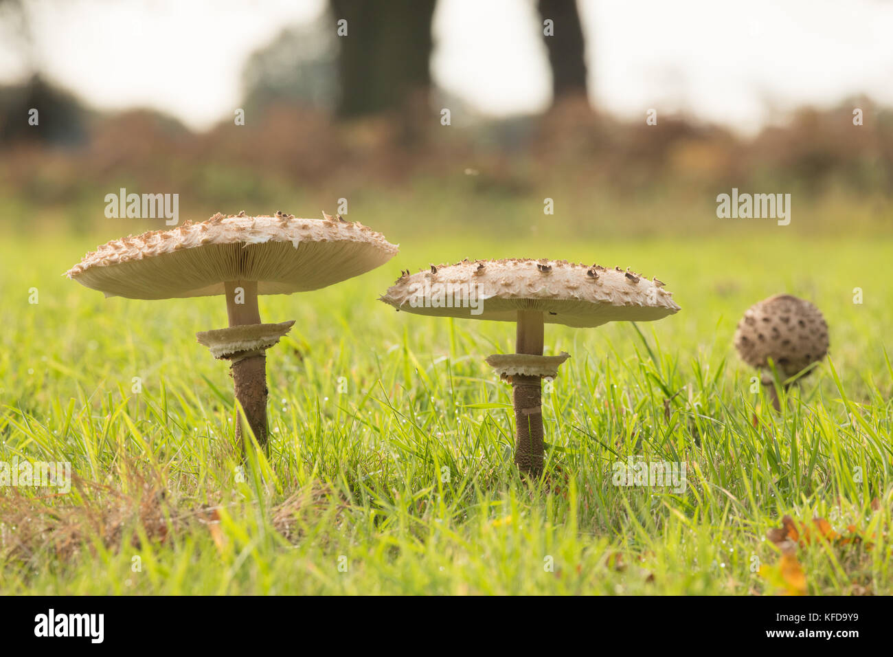 Edible parasol mushrooms in a field in East Anglia, England. Stock Photo