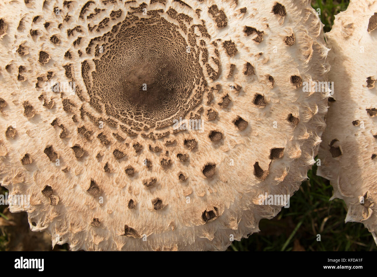 Cap of the parasol mushroom showing the characteristic feathering of this large edible fungus. Stock Photo
