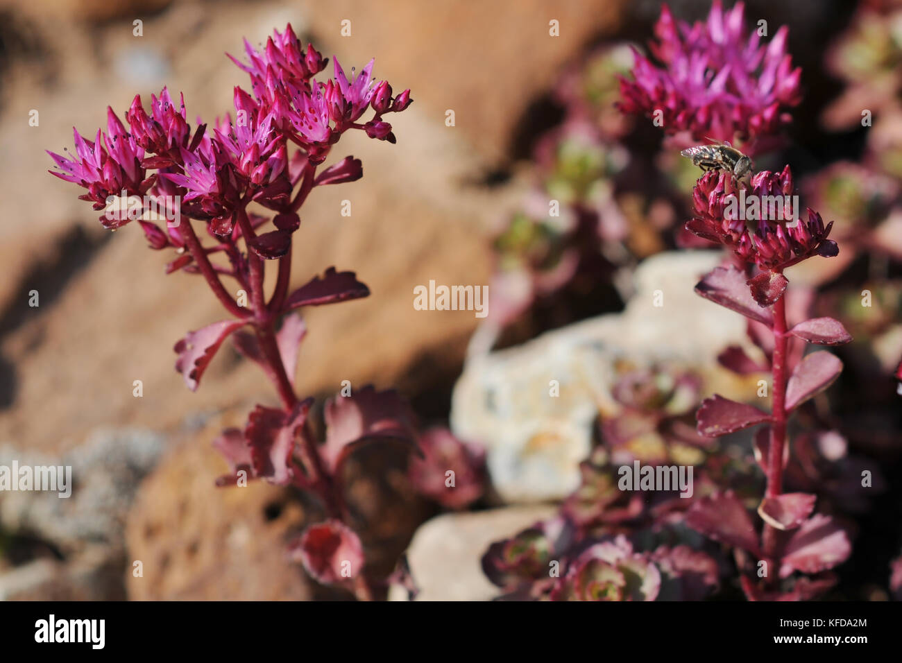 Sedum blooming on an alpine hill in the spring in the garden Stock Photo