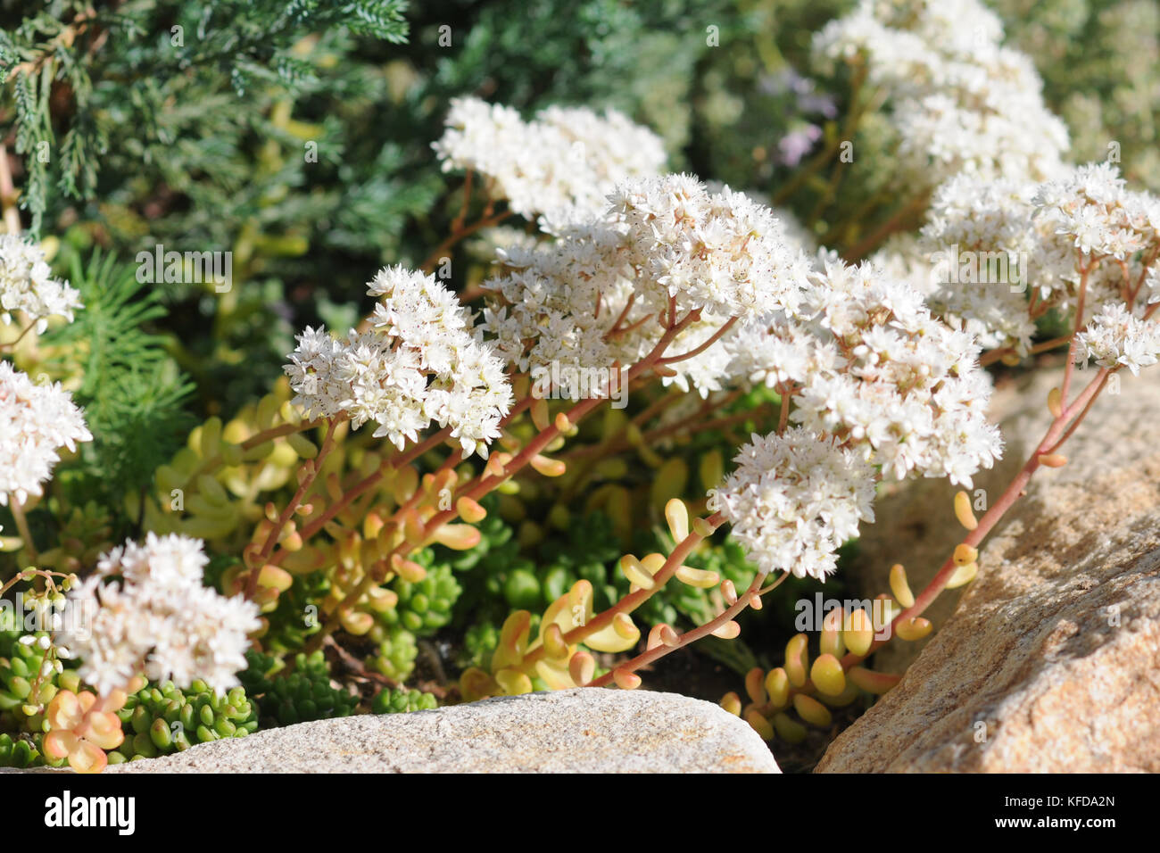 Sedum blooming on an alpine hill in the spring in the garden Stock Photo