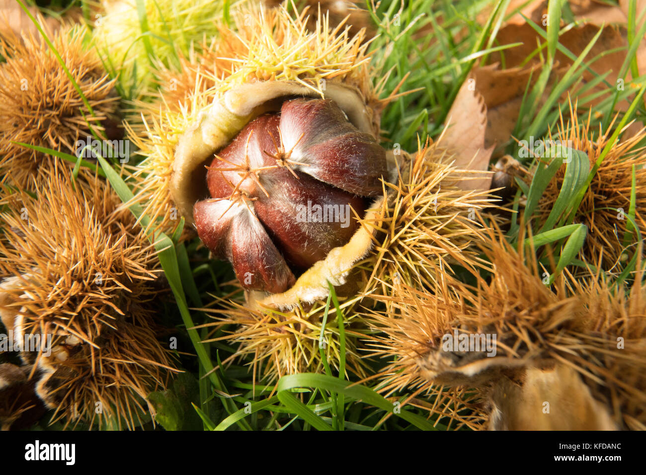 Sweet chestnut fruit lying on grass beneath tree - wild food that is traditionally foraged for in Autumn. Stock Photo