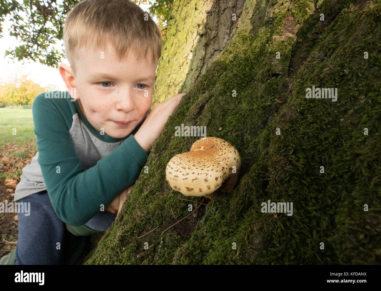 Child examining a fungus growing on a tree in English parkland. Stock Photo