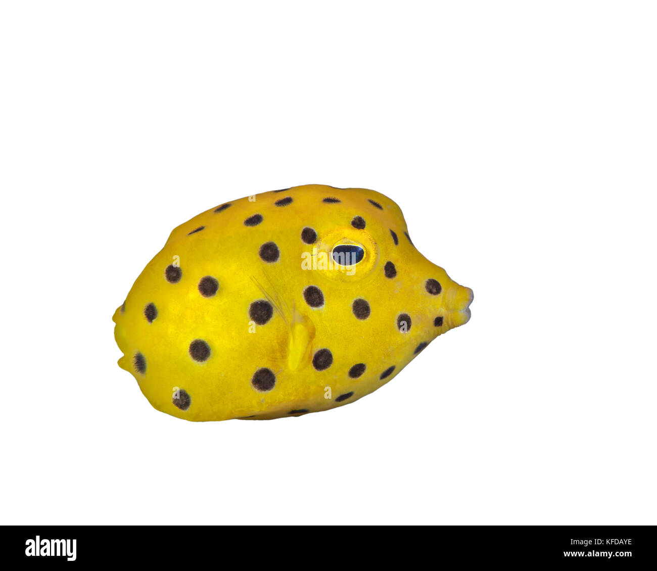 Juvenile spotted boxfish imaged with a 100mm macro lens. Ambon, Indonesia. Stock Photo