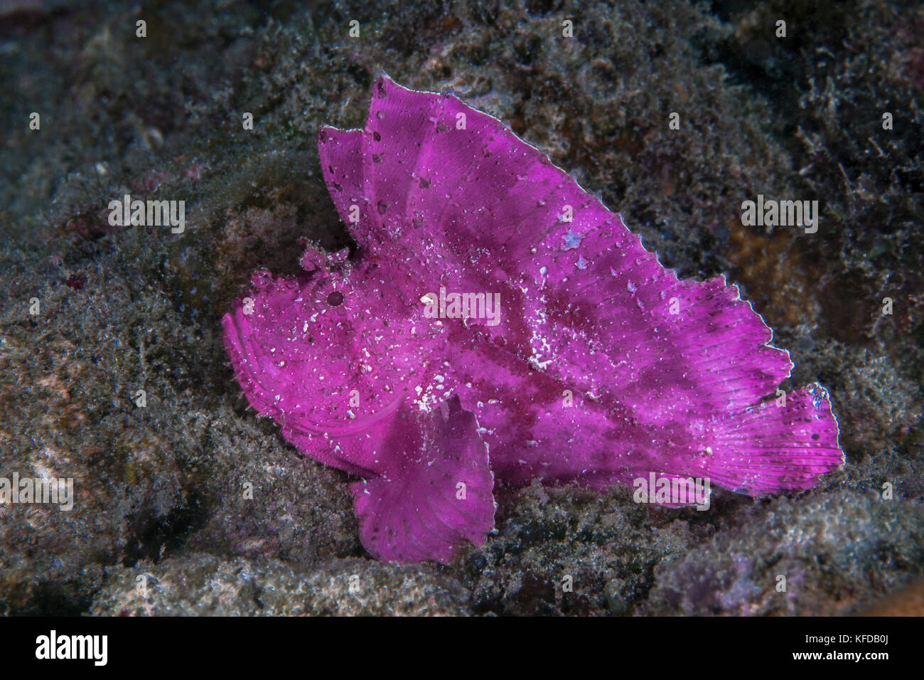 Bright pink leaf scorpionfish (Taenianotus triacanthus) lies in wait on the sea floor. Ambon Bay, Indonesia. Stock Photo
