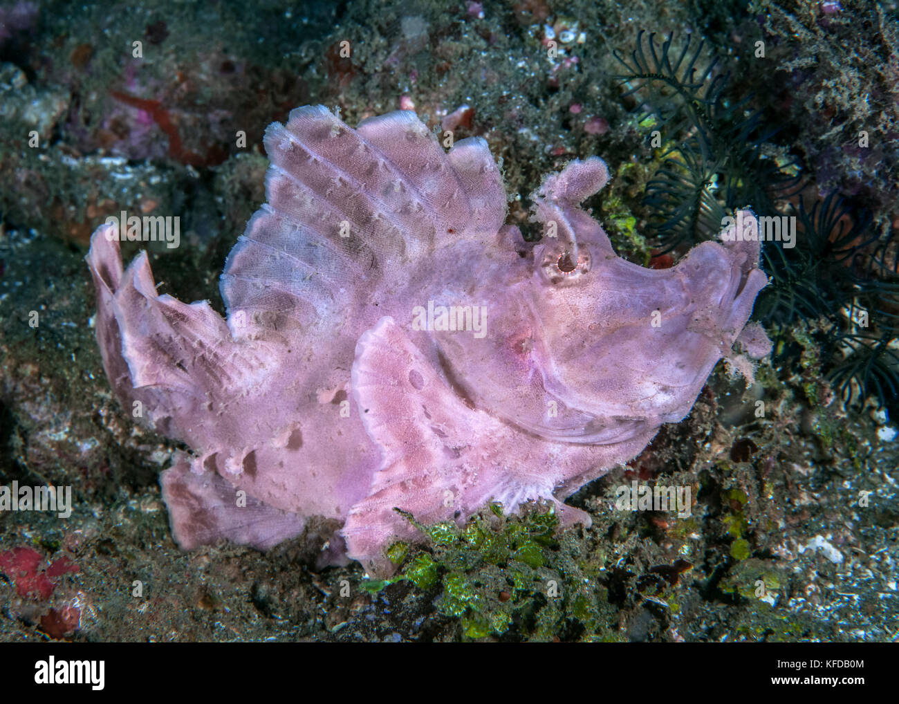 Pink paddle-flap scorpionfish (Rhinopias eschmeyeri) lies in wait. Ambon Bay, Indonesia. Stock Photo