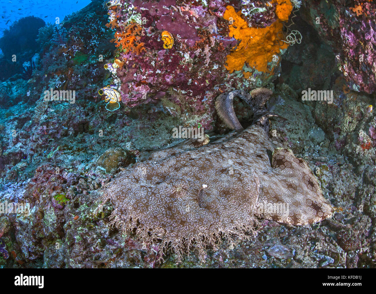 Close focus, wide-angle image of a wobbegong shark sleeping under a colorful coral cave. Raja Ampat, Indonesia. Stock Photo