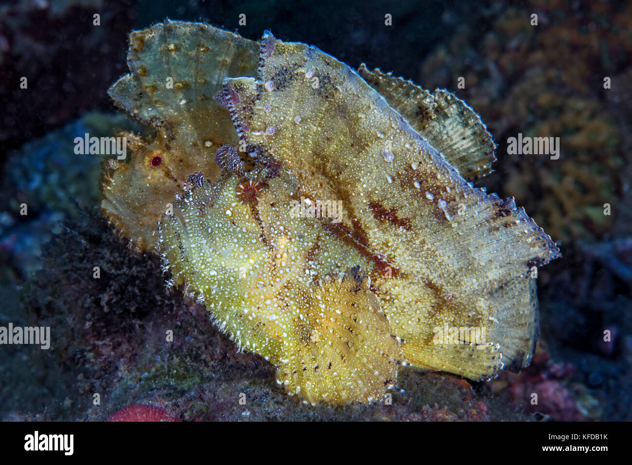 Leaf scorpionfish also known as Paper scorpionfish (Taenianotus triacanthus), Ambon, Indonesia. Stock Photo
