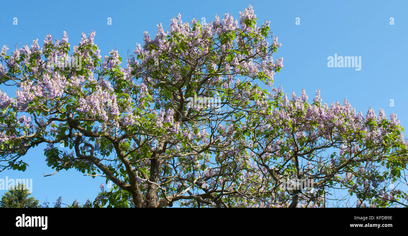 Paulownia Elongata Empress Tree 500 10000 Seeds, 50% OFF