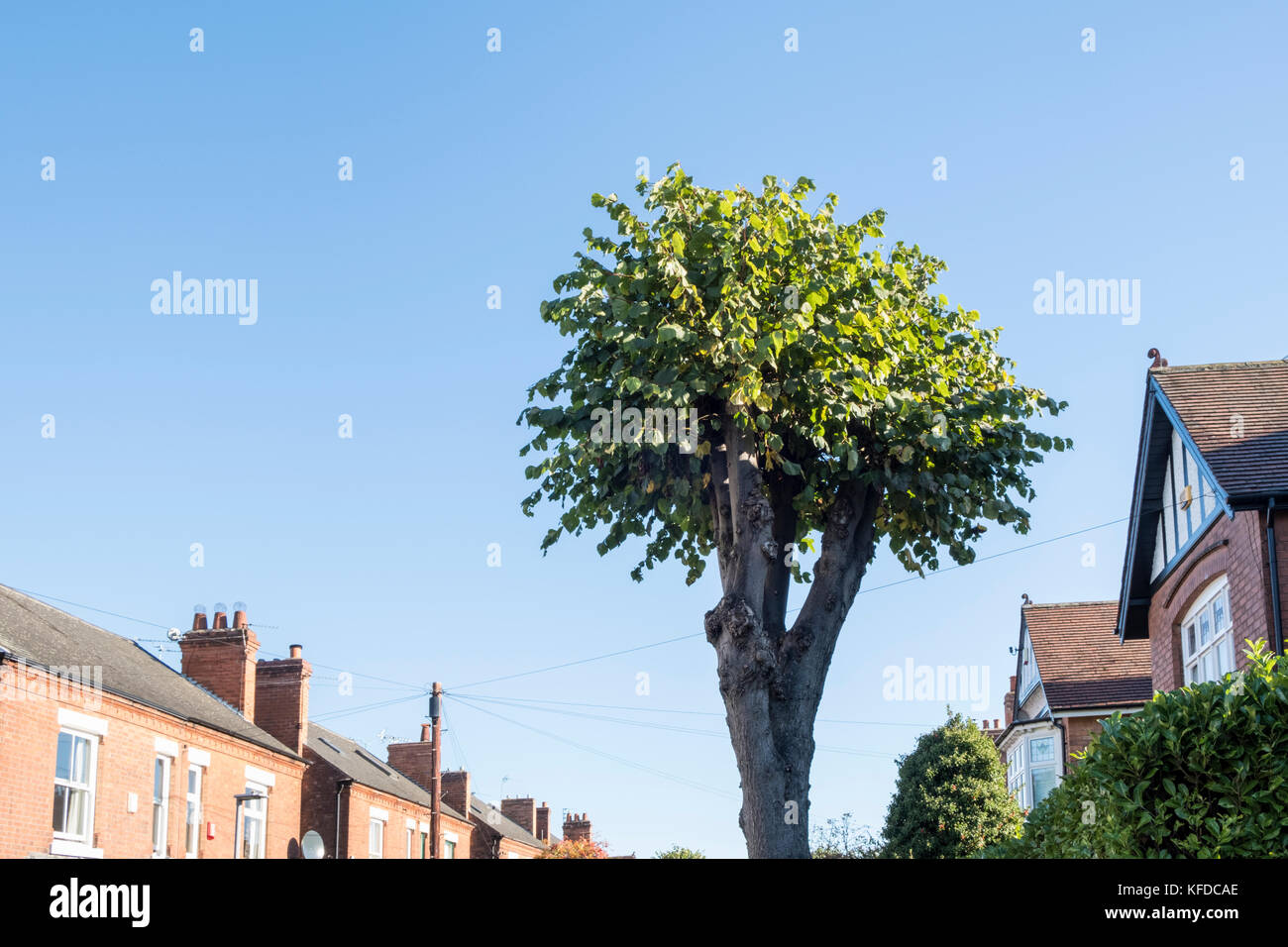 Pollarded tree on a residential street, Nottinghamshire, England, UK