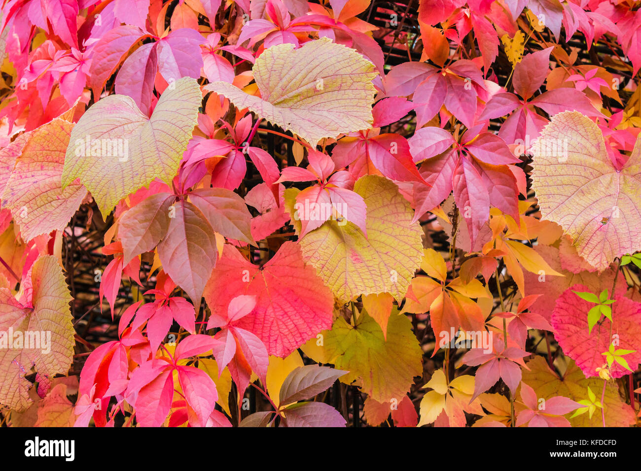 close up arrangement of colorful wild autmun leafs bush plant in garden nature Stock Photo