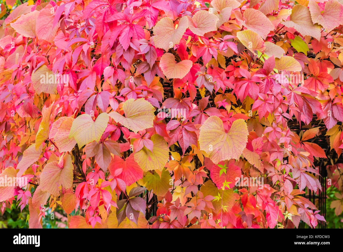 close up arrangement of colorful wild autumn leafs bush plant in garden nature Stock Photo