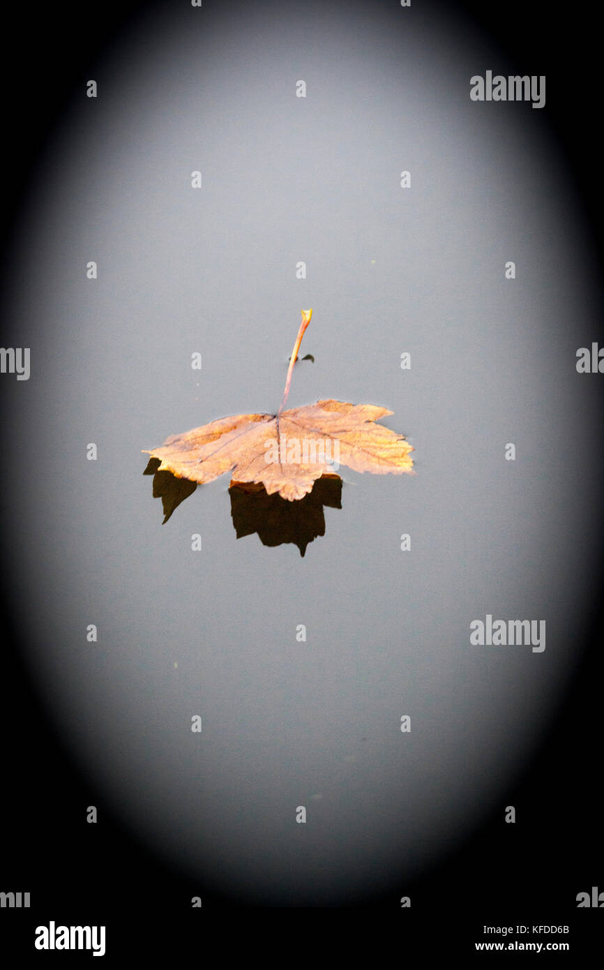Leaf floating on water in autumn Stock Photo Alamy