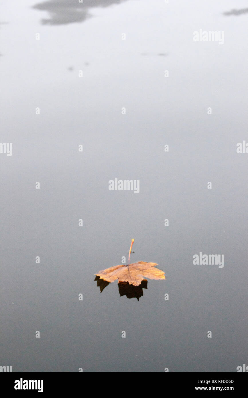 Leaf floating on water in autumn Stock Photo - Alamy