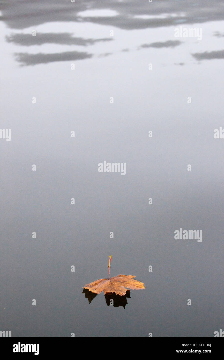 Leaf floating on water in autumn Stock Photo Alamy