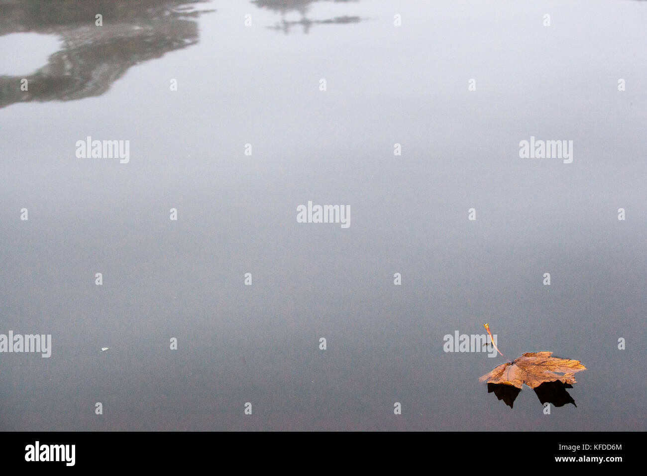 Leaf floating on water in autumn Stock Photo Alamy