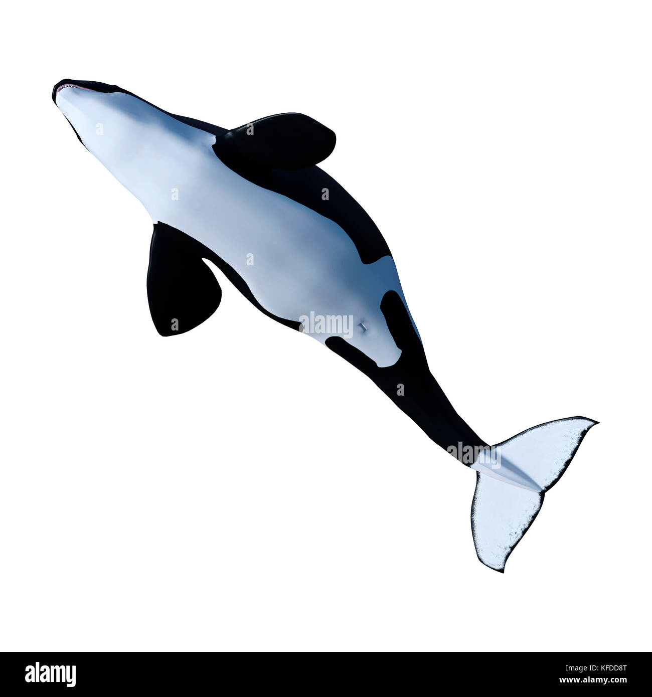 3D rendering of an orca killer whale calf isolated on white background ...