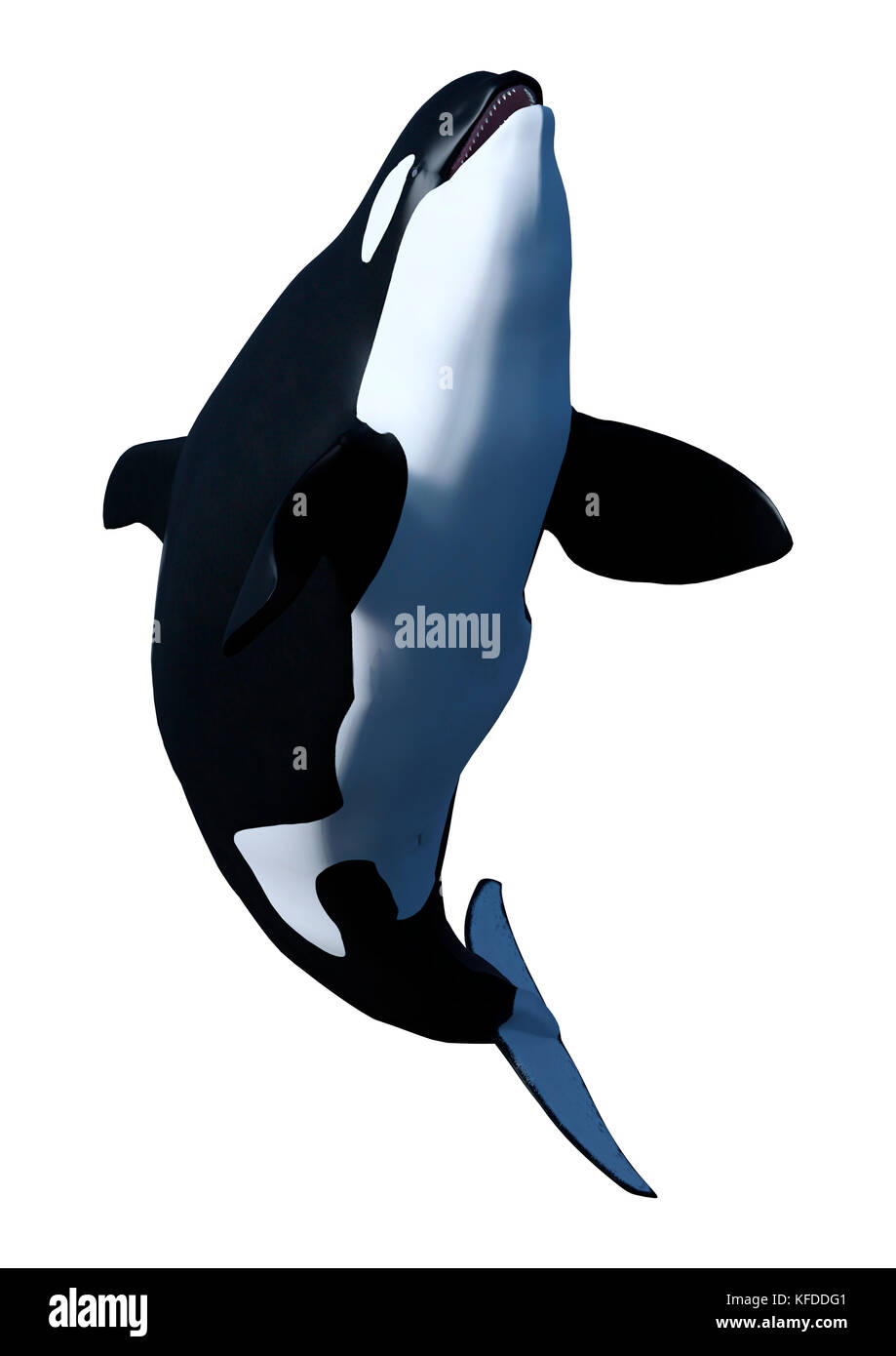 3D rendering of an orca killer whale calf isolated on white background ...
