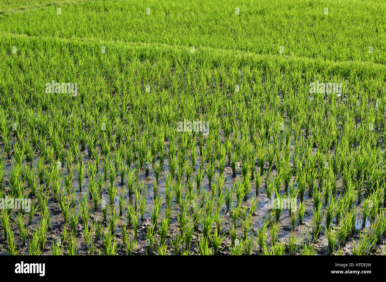 Small green rice plants growing in the shallow paddy fields, rice paddies with mud dividing walls, on the plain between small villages. Stock Photo