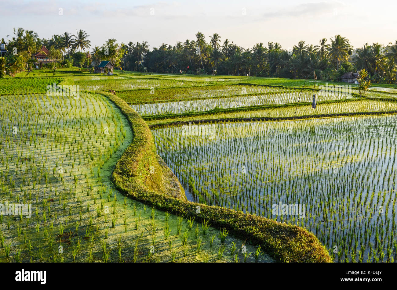 Small green rice plants growing in the shallow paddy fields, rice paddies with mud dividing walls, on the plain between small villages. Stock Photo