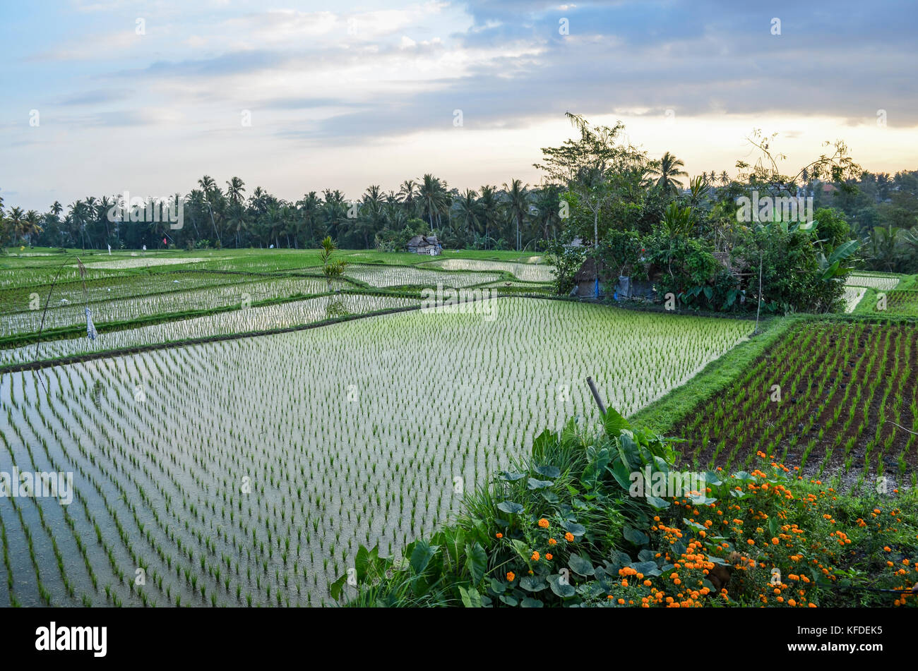 The landscape of paddy fields and dividing mud walls, with small green rice plants growing in shallow water. Stock Photo