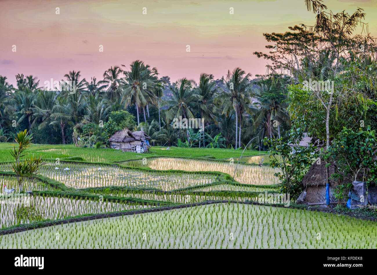 The landscape of paddy fields and dividing mud walls, with small green rice plants growing in shallow water. Stock Photo
