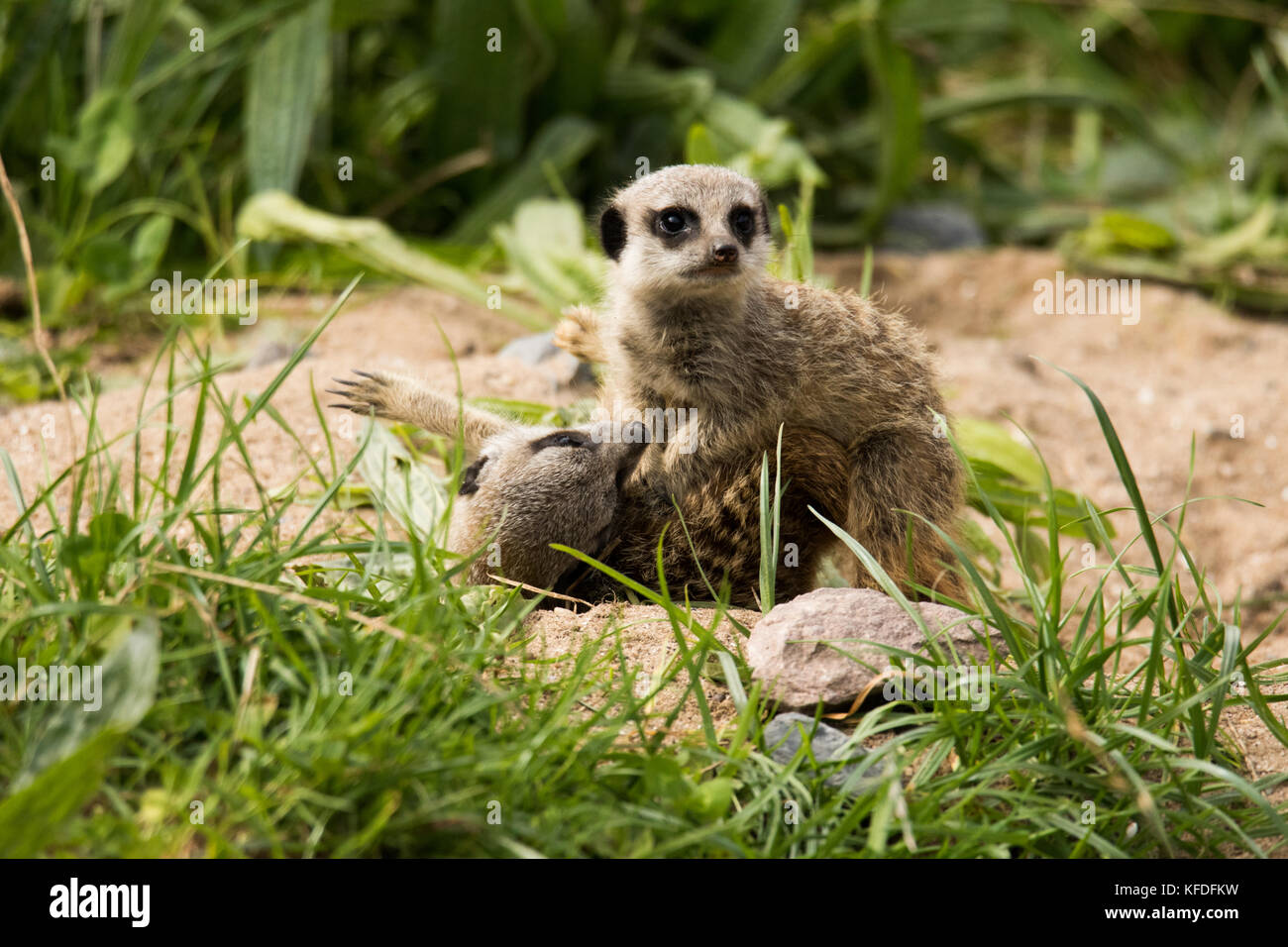 A group of Meerkat babies playing at Folly Farm, Pembrokeshire, UK