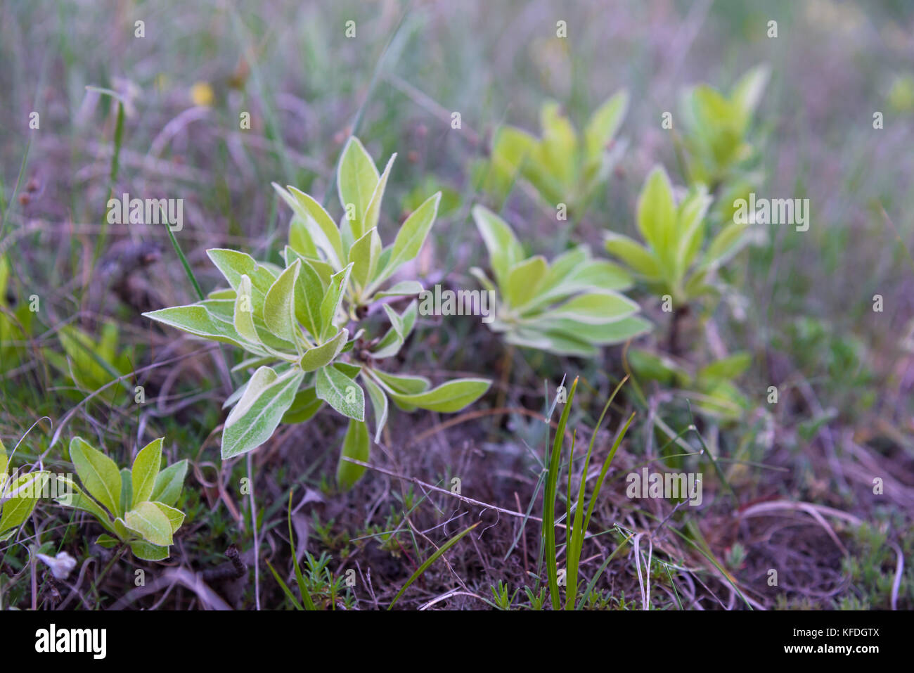 Green leaves closeup Stock Photo - Alamy