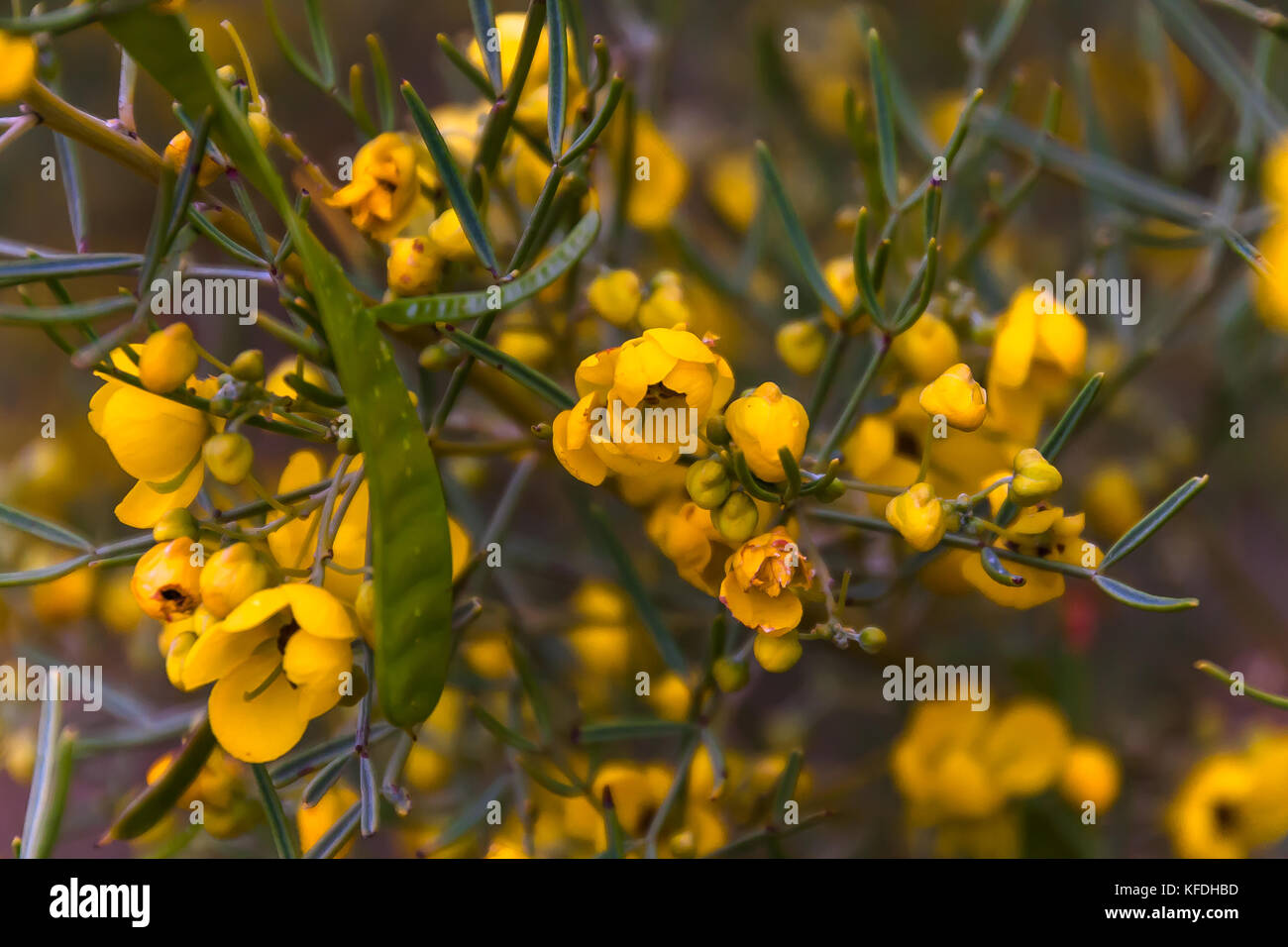 Senna cardiosperma blooming, Kings Canyon, Northern Territory, Australia Stock Photo