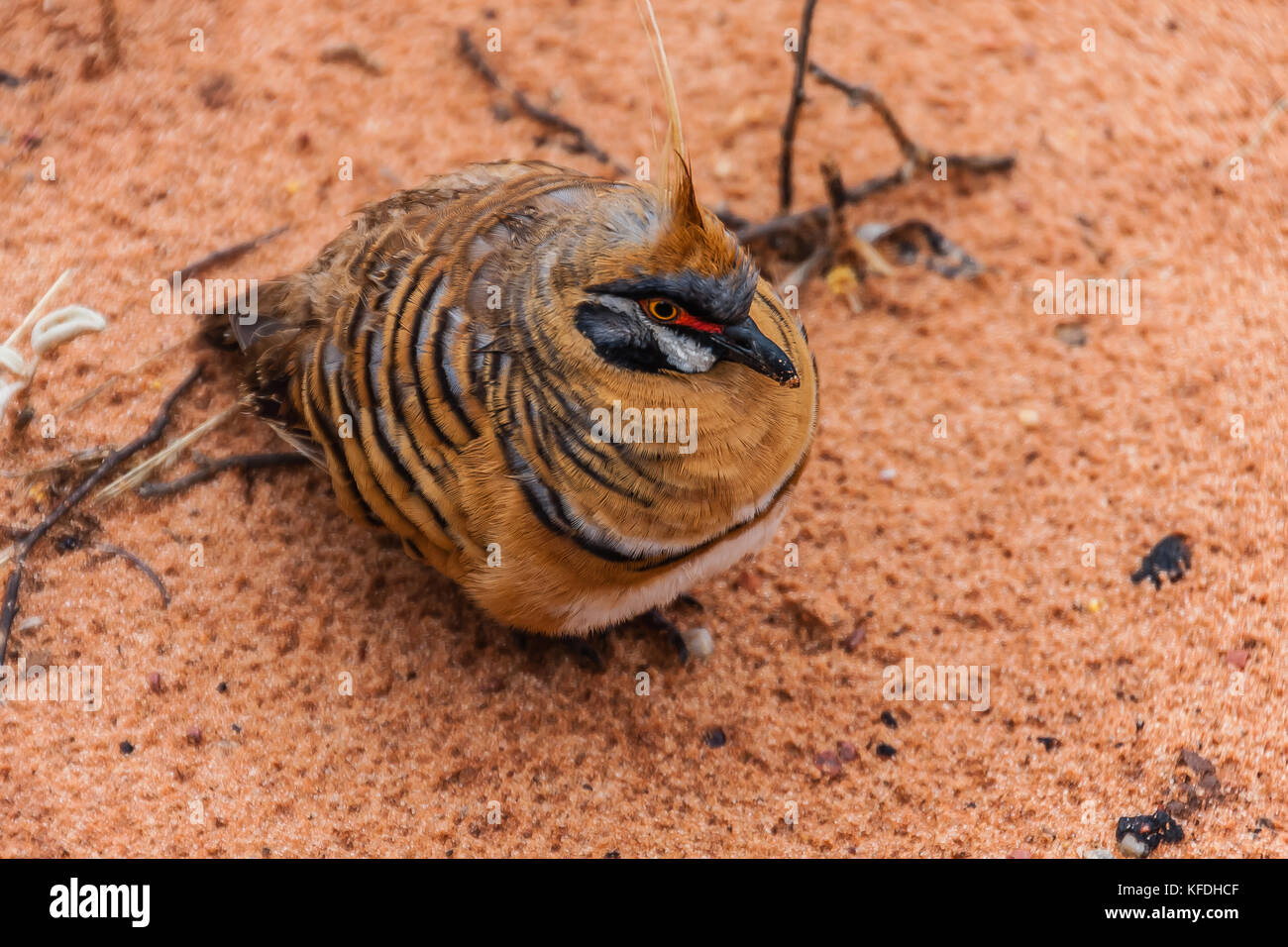 The spinifex pigeon (Geophaps plumifera), also known as the plumed-pigeon, an Australian endemic Stock Photo