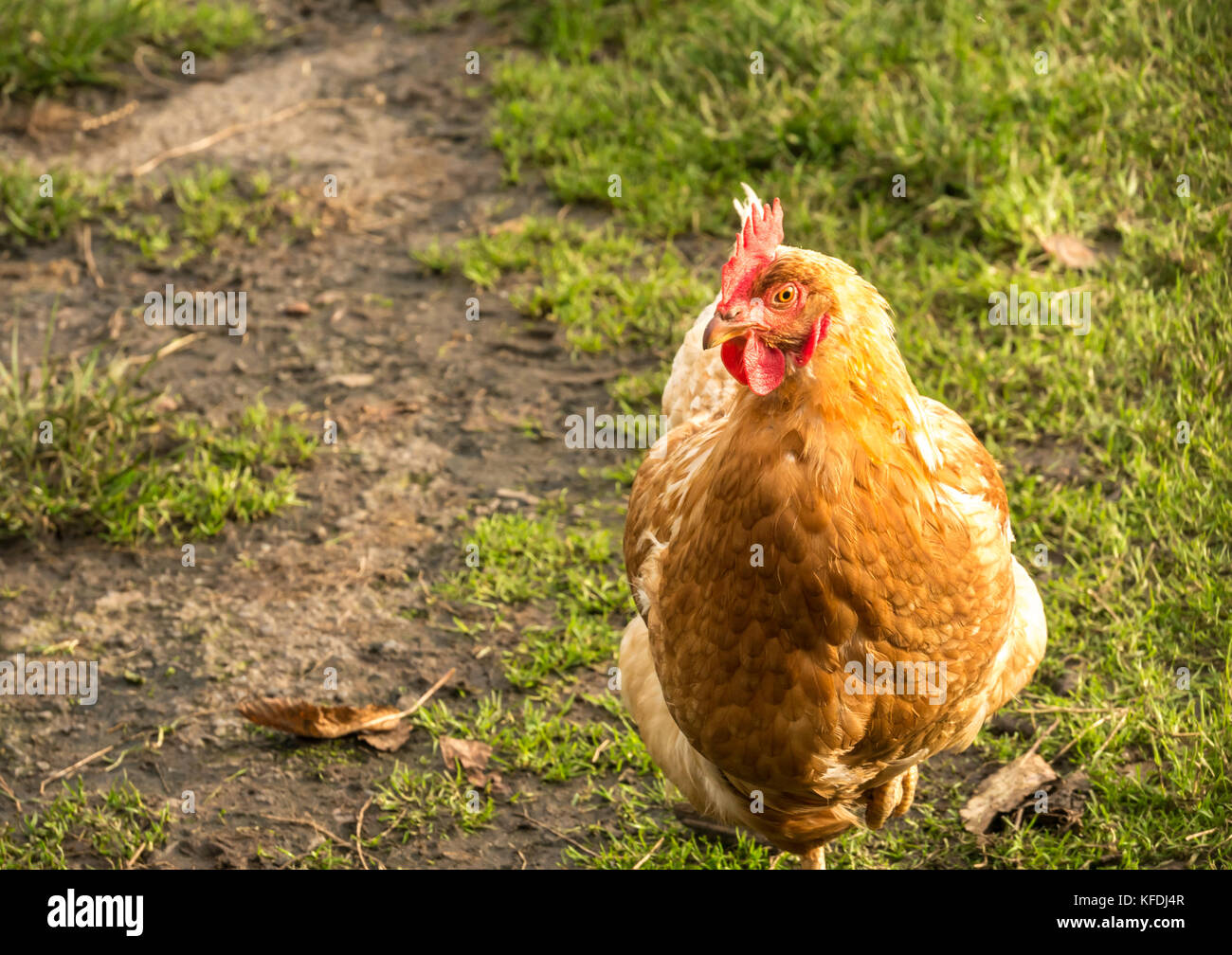 Close up of buff Orpington chicken with golden brown feathers in farmyard, Scotland, UK Stock Photo
