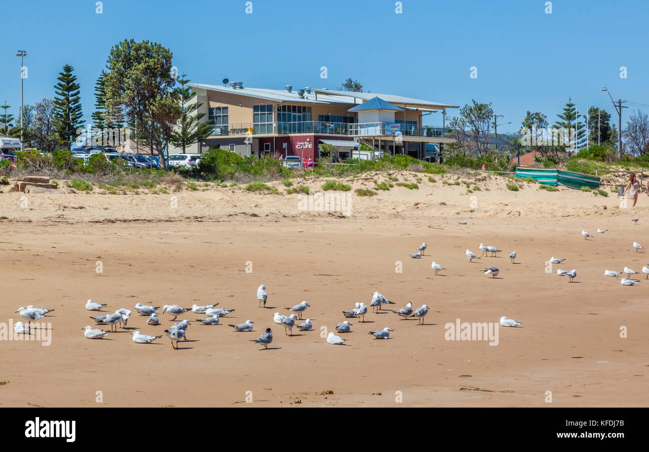 Australia, New South Wales, Central Coast, Broken Bay, Umina Beach, sea gull gathering at Ocean Beach Surf Life Saving Club Stock Photo
