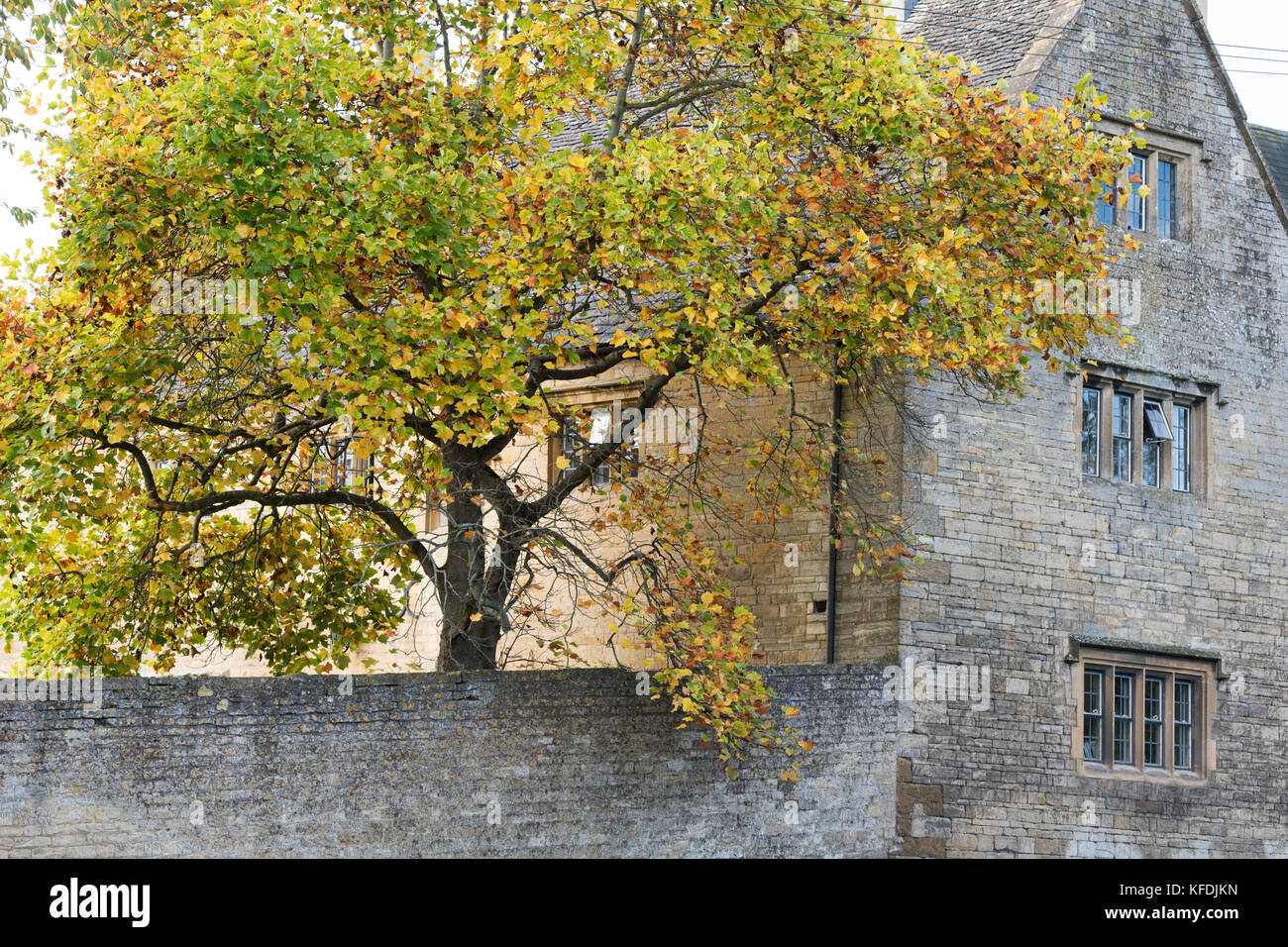 Bourton house exterior and autumn tulip tree in Bourton on the hill. Cotswolds, Gloucestershire, England Stock Photo