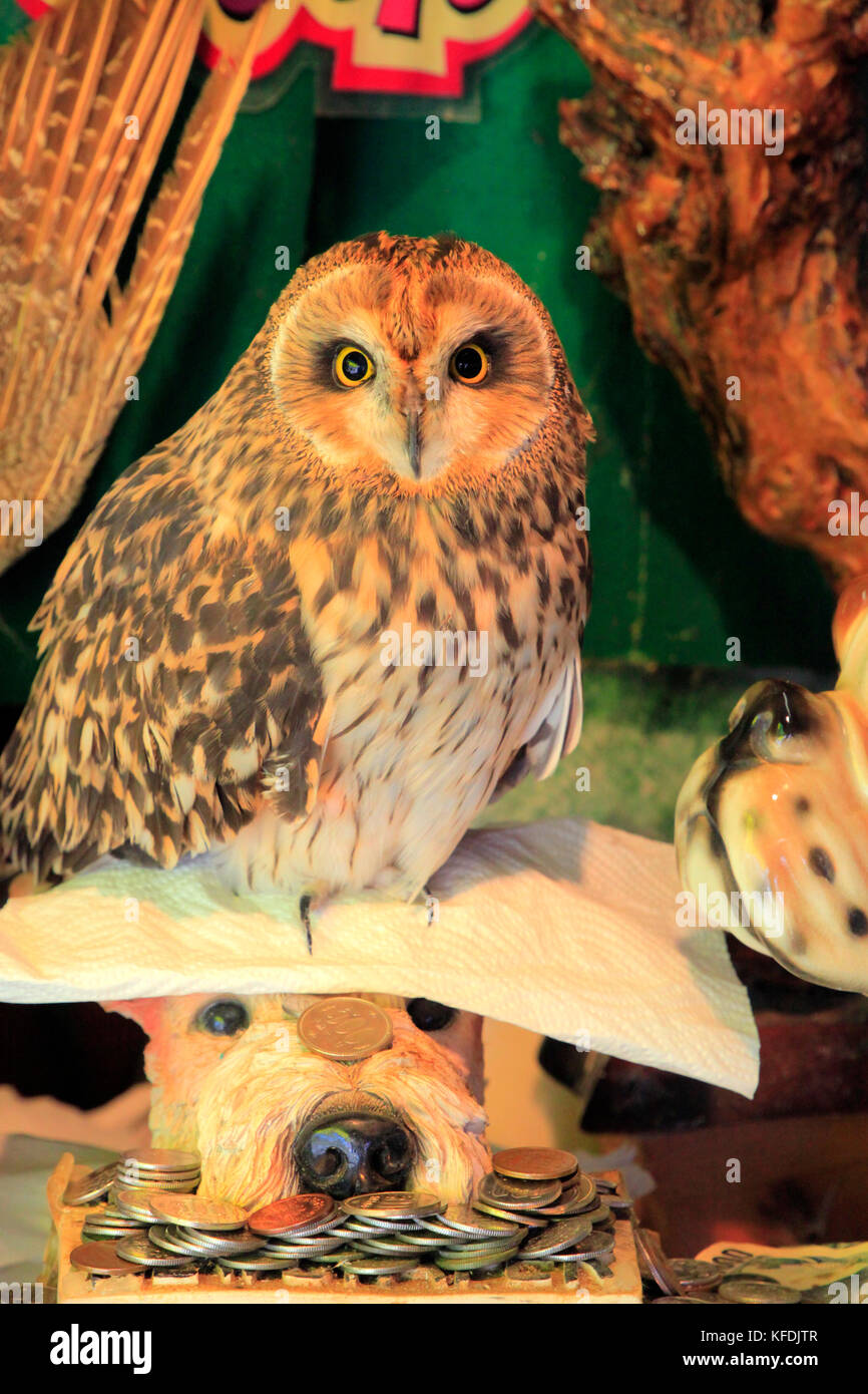 An Pet Owl in a Souvenir Shop in Takasaki city Gunma Japan Stock Photo