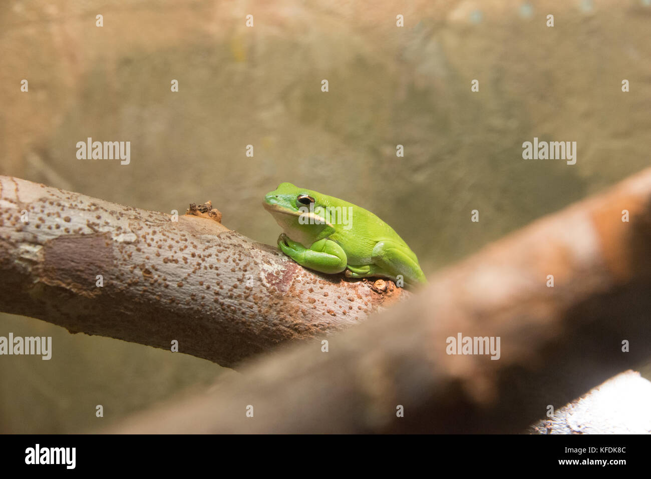 Wildlife, Zoo, Florida, Tree Frog Stock Photo